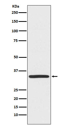 Western blot analysis of TRADD expression in Hela cell lysate.