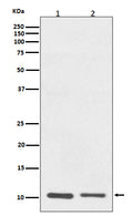 Western blot analysis of S100A10 expression in (1) A431 cell lysate; (2) RAW264.7 cell lysate.