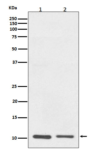 Western blot analysis of S100A10 expression in (1) A431 cell lysate; (2) RAW264.7 cell lysate.