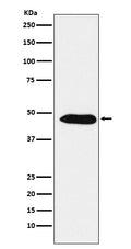 Western blot analysis of EBP1 / PA2G4 expression in A431 cell lysate.