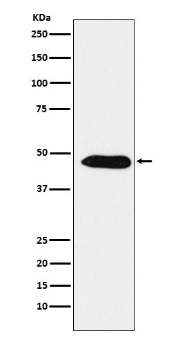 Western blot analysis of EBP1 / PA2G4 expression in A431 cell lysate.