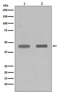 Western blot analysis of SETD7 in (1) Jurkat cell lysate; (2) HeLa cell lysate.