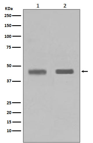 Western blot analysis of SETD7 in (1) Jurkat cell lysate; (2) HeLa cell lysate.