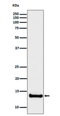 Western blot analysis of Cystatin B expression in U87-MG cell lysate.