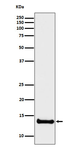 Western blot analysis of Cystatin B expression in U87-MG cell lysate.
