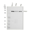 Anti-DNA Polymerase gamma Rabbit Monoclonal Antibody