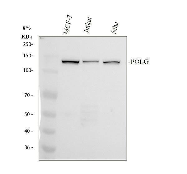 Anti-DNA Polymerase gamma Rabbit Monoclonal Antibody