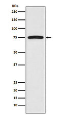 Western blot analysis of FRS2 expression in HeLa cell lysate.