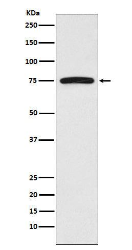Western blot analysis of FRS2 expression in HeLa cell lysate.