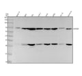 Anti-CoREST Rabbit Monoclonal Antibody