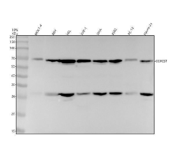 Anti-CoREST Rabbit Monoclonal Antibody