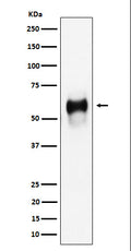 Western blot analysis of CD58 expression in Raji cell lysate.