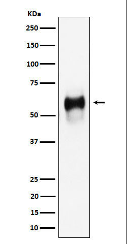 Western blot analysis of CD58 expression in Raji cell lysate.