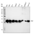 Anti-Cyclophilin F Rabbit Monoclonal Antibody