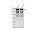 Anti-Myosin heavy chain MYH6 Rabbit Monoclonal Antibody
