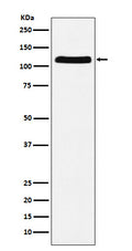 Western blot analysis of E1 Ubiquitin Activating Enzyme expression in HeLa cell lysate.