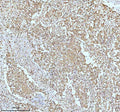 Anti-UBA1/Ube1 Rabbit Monoclonal Antibody