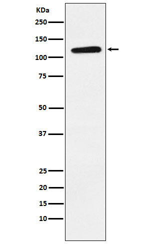 Western blot analysis of Eph receptor B1 expression in U87MG cell lysate.