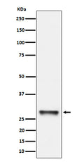 Western blot analysis of PNMT expression in K562 cell lysate.