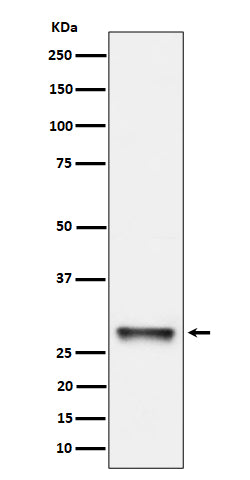 Western blot analysis of PNMT expression in K562 cell lysate.