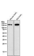 All lanes use the Antibody at 1:3K dilution for 1 hour at room temperature.