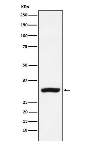 Western blot analysis of CBR1 expression in MCF-7 cell lysate.