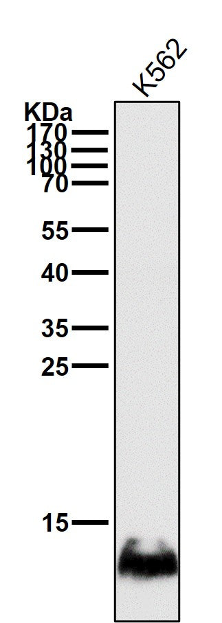 All lanes use the Antibody at 1:3K dilution for 1 hour at room temperature.
