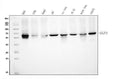 Anti-KAT9/ELP3 Antibody Picoband® (monoclonal, 8B4)