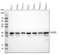 Anti-HMG4 Antibody Picoband® (monoclonal, 8H9)