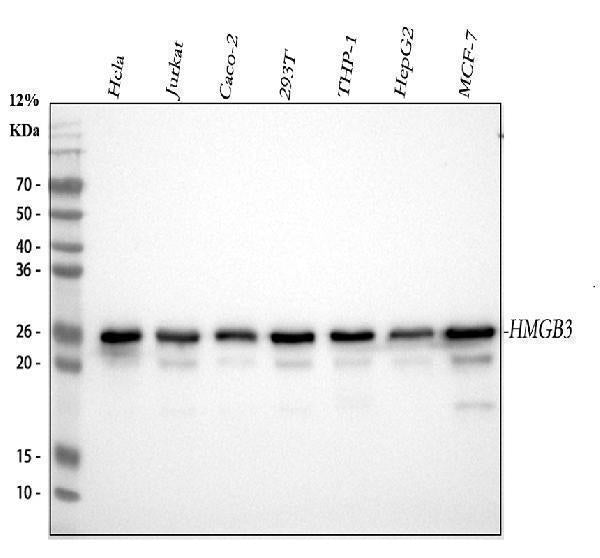 Anti-HMG4 Antibody Picoband® (monoclonal, 8H9)