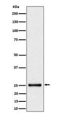 Western blot analysis of HMG4 expression in Hela cell lysate.