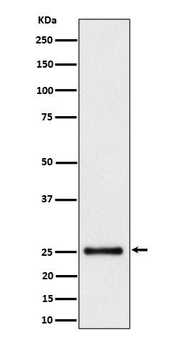 Western blot analysis of HMG4 expression in Hela cell lysate.