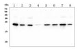 Anti-HMG4 Antibody Picoband® (monoclonal, 7G13)