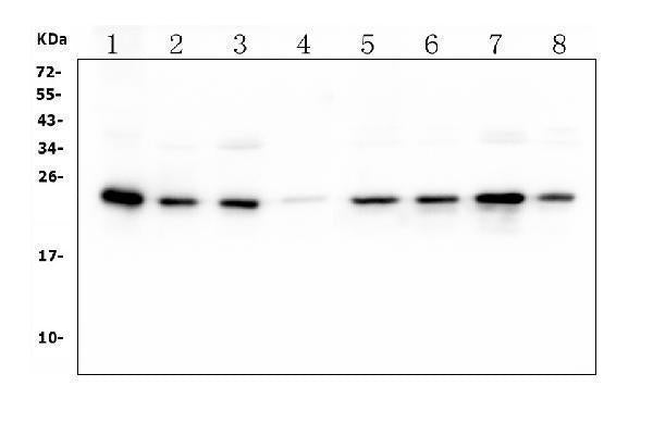 Anti-HMG4 Antibody Picoband® (monoclonal, 7G13)