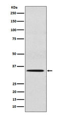 Western blot analysis of SULT2A1 expression in HepG2 cell lysate.