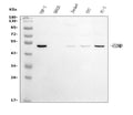 Anti-GSDMD Antibody Picoband® (monoclonal, 3D5)