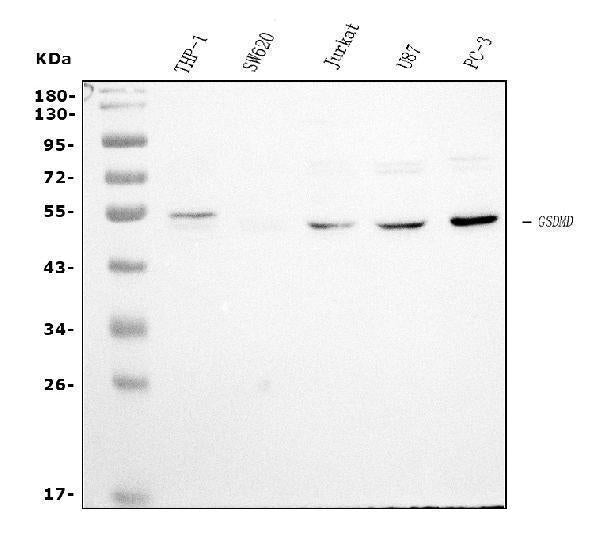 Anti-GSDMD Antibody Picoband® (monoclonal, 6D11)