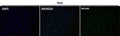 Immunofluorescent analysis using the Antibody at 1:50 dilution.