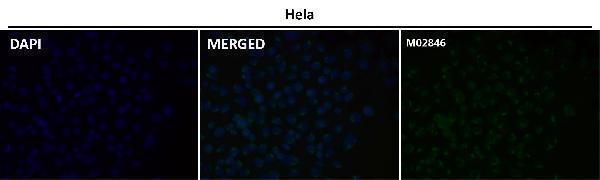 Immunofluorescent analysis using the Antibody at 1:50 dilution.