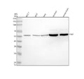 Anti-TAB1 Rabbit Monoclonal Antibody