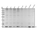 Anti-Ubiquitin UBB Rabbit Monoclonal Antibody