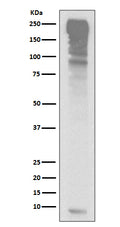 Western blot analysis of Ubiquitin expression in HepG2 cell lysate.