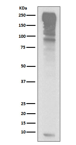 Western blot analysis of Ubiquitin expression in HepG2 cell lysate.