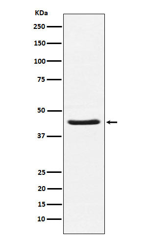 Western blot analysis of HSD3B1 expression in Human placenta lysate.