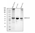 Anti-HSD3B1 Antibody Picoband® (monoclonal, 3F3C/7F9C8)