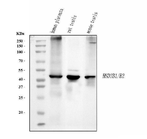 Anti-HSD3B1 Antibody Picoband® (monoclonal, 3F3C/7F9C8)