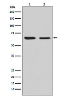 Western blot analysis of CRMP2 expression in (1) U87-MG cell lysate; (2) NIH/3T3 cell lysate.