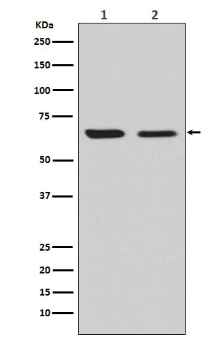 Western blot analysis of CRMP2 expression in (1) U87-MG cell lysate; (2) NIH/3T3 cell lysate.