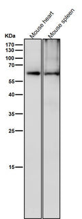 All lanes use the Antibody at 1:6K dilution for 1 hour at room temperature.