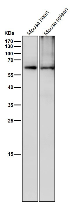 All lanes use the Antibody at 1:6K dilution for 1 hour at room temperature.